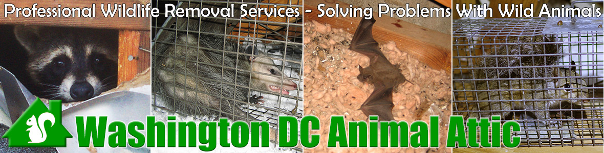 Washington DC Animal Attic